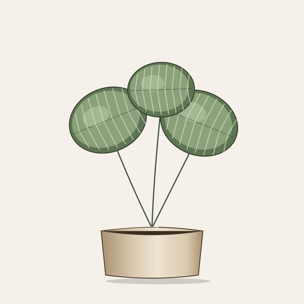 Prayer plant, Calathea orbifolia